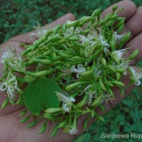 Bauhinia racemosa Lam.